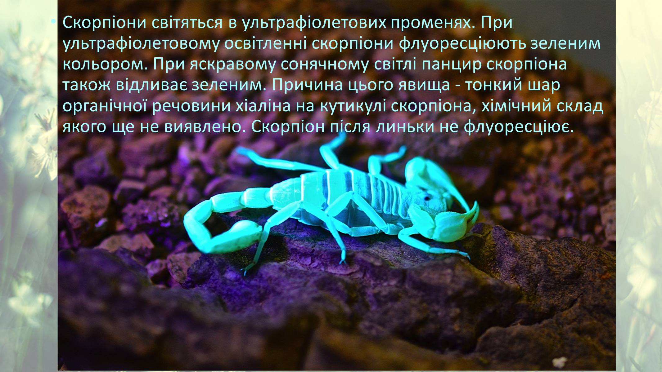 Презентація на тему «Цікаві факти про скорпіонів» - Слайд #7 Презентація на тему «Цікаві факти про скорпіонів» - Слайд #7