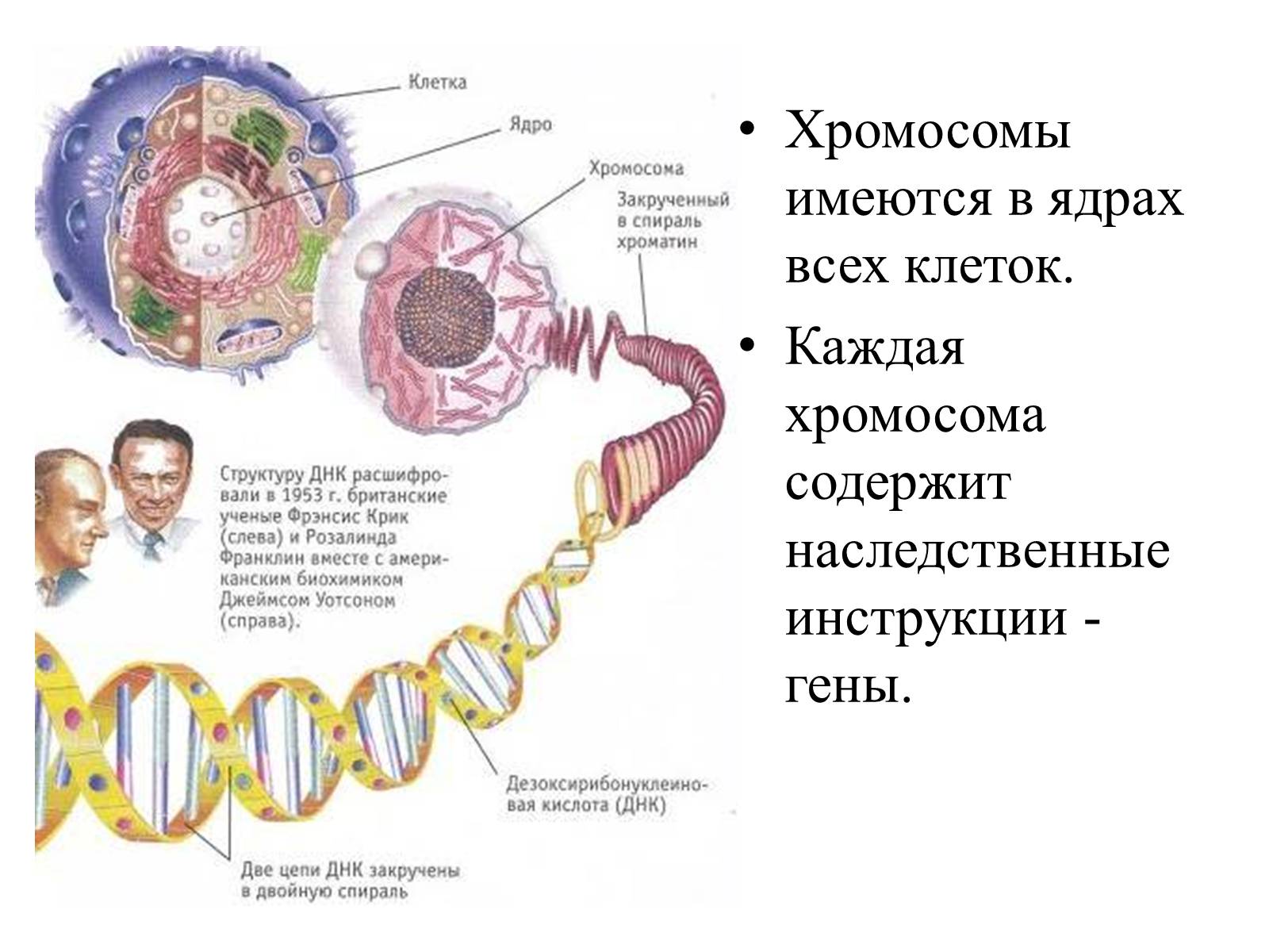 Презентація на тему «Хромосомы» - Слайд #10 Презентація на тему «Хромосомы» - Слайд #10