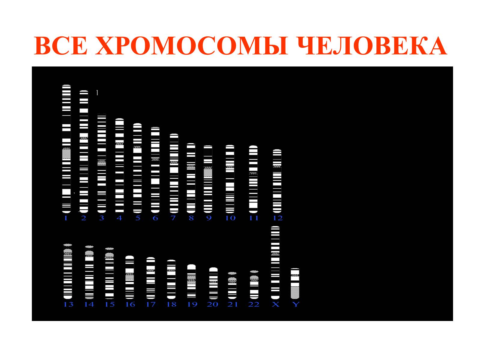Презентація на тему «Хромосомы» - Слайд #18 Презентація на тему «Хромосомы» - Слайд #18
