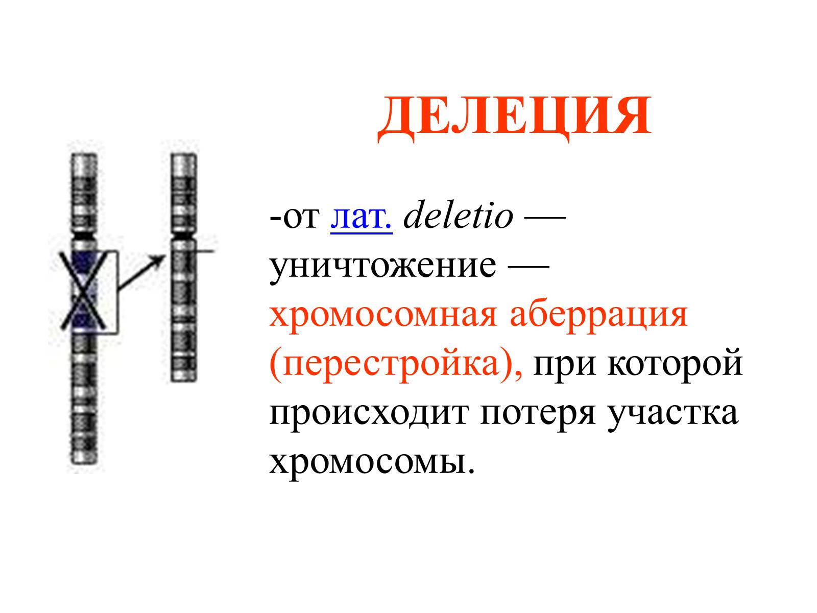Презентація на тему «Хромосомы» - Слайд #20 Презентація на тему «Хромосомы» - Слайд #20