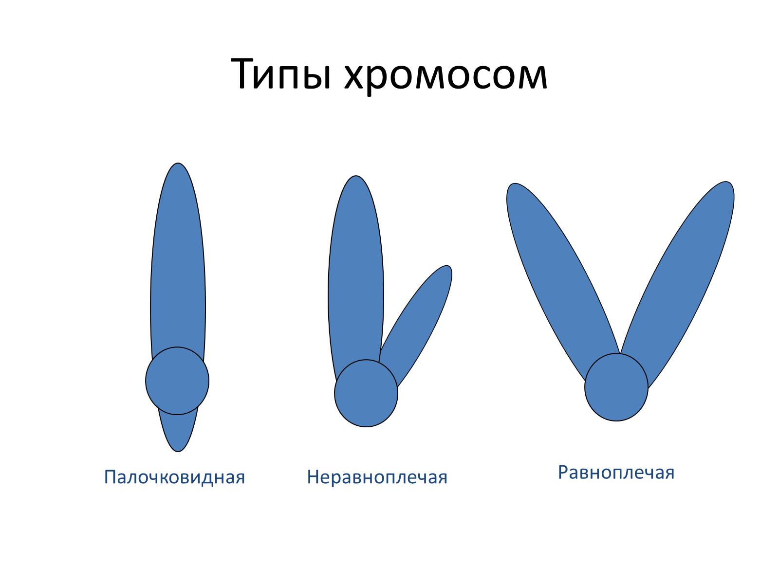 Презентація на тему «Хромосомы» - Слайд #5 Презентація на тему «Хромосомы» - Слайд #5