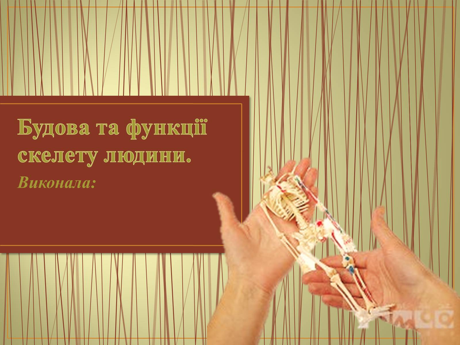 Презентація на тему «Будова та функції скелету людини» - Слайд #1 Презентація на тему «Будова та функції скелету людини» - Слайд #1