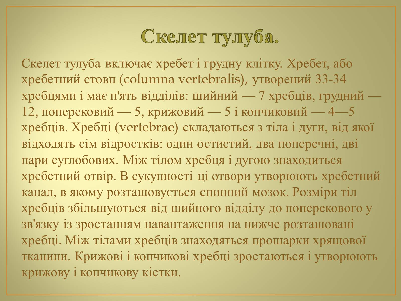 Презентація на тему «Будова та функції скелету людини» - Слайд #12 Презентація на тему «Будова та функції скелету людини» - Слайд #12