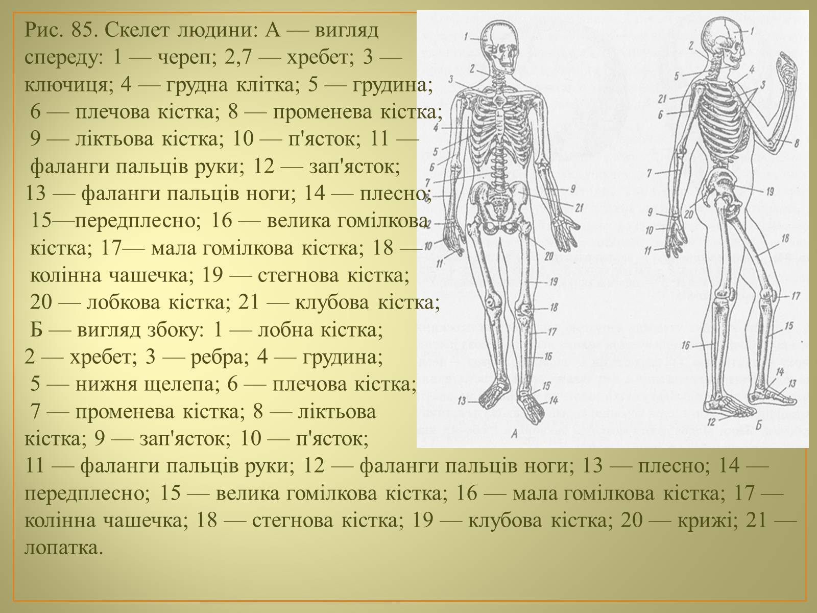 Презентація на тему «Будова та функції скелету людини» - Слайд #13 Презентація на тему «Будова та функції скелету людини» - Слайд #13