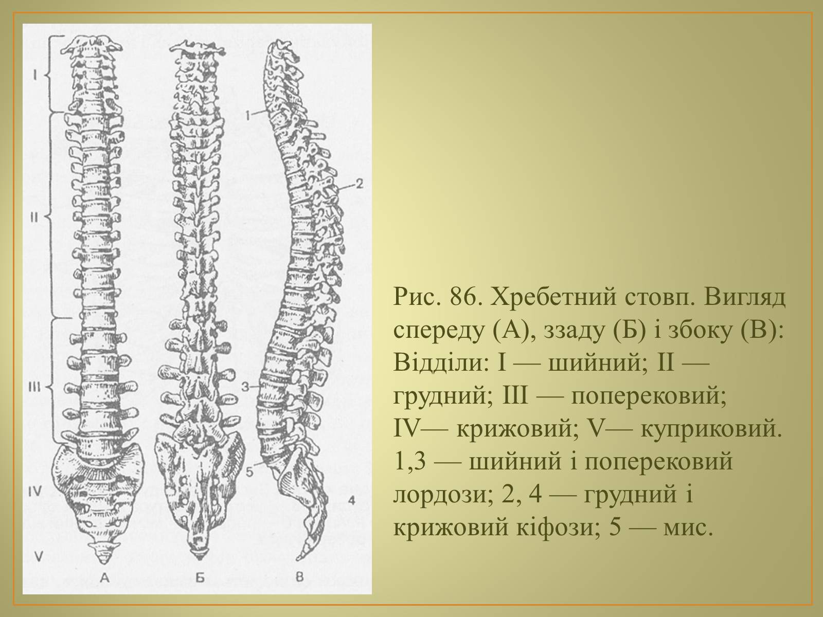 Презентація на тему «Будова та функції скелету людини» - Слайд #15 Презентація на тему «Будова та функції скелету людини» - Слайд #15