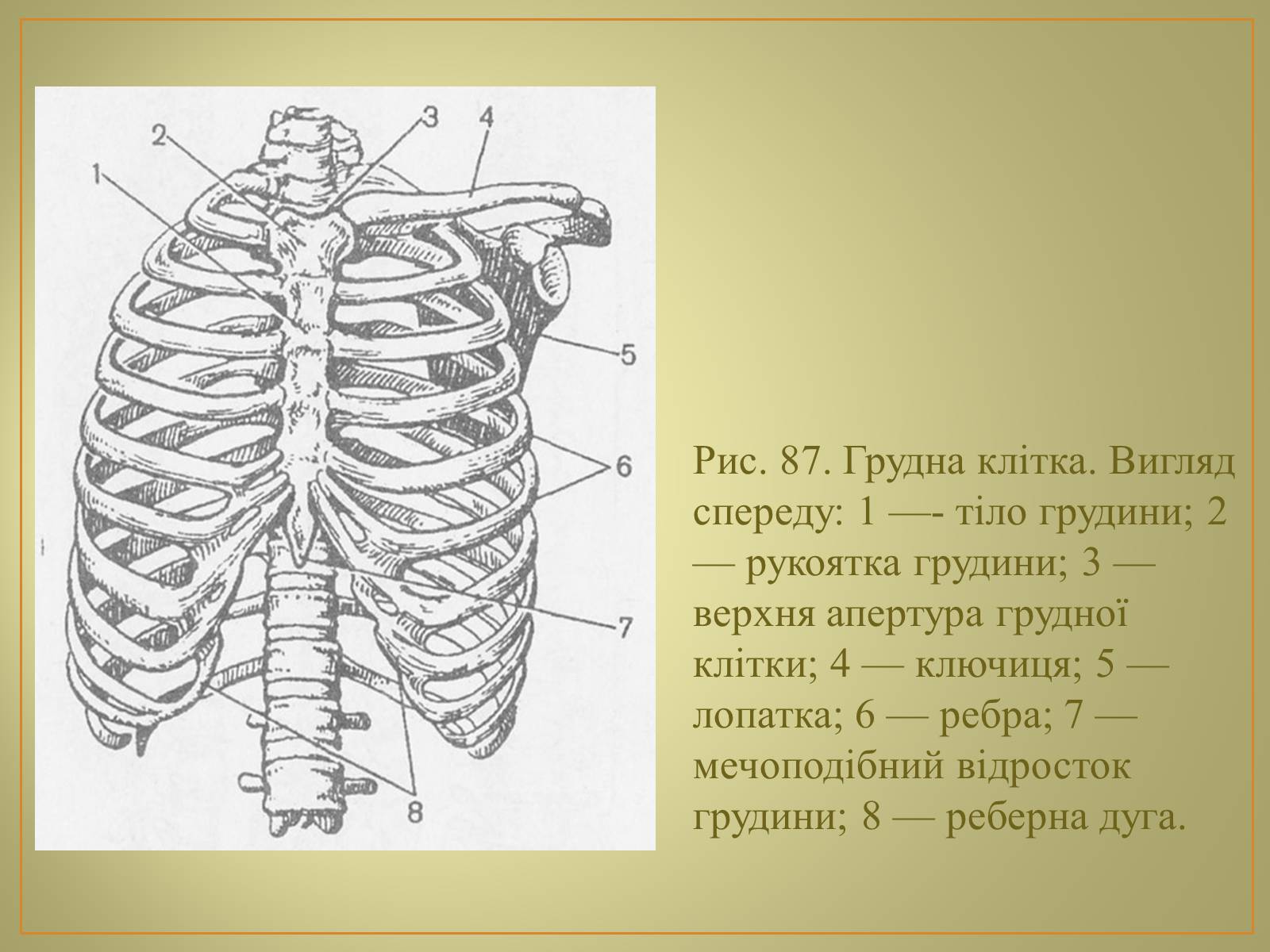 Презентація на тему «Будова та функції скелету людини» - Слайд #17 Презентація на тему «Будова та функції скелету людини» - Слайд #17