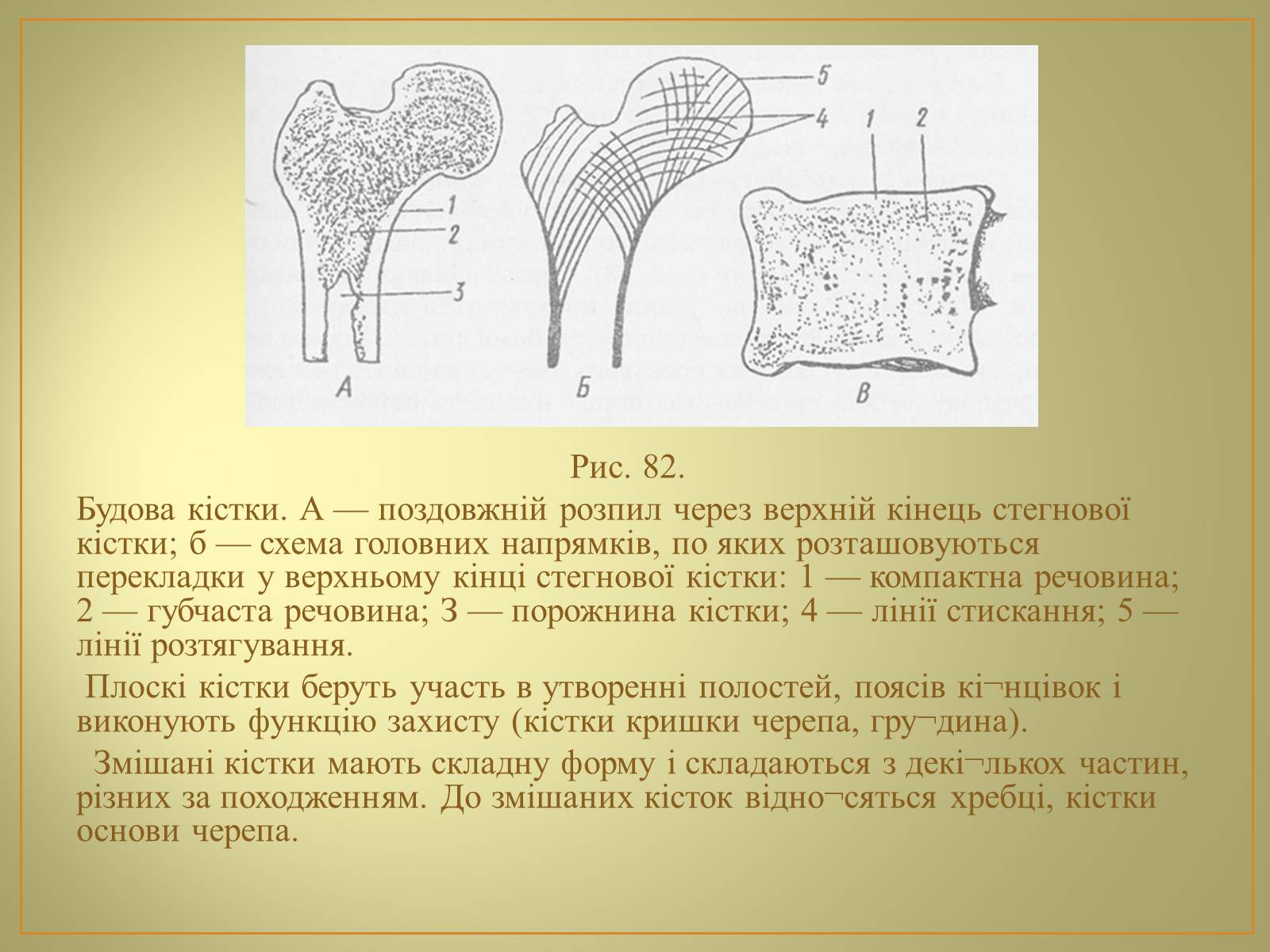 Презентація на тему «Будова та функції скелету людини» - Слайд #7 Презентація на тему «Будова та функції скелету людини» - Слайд #7