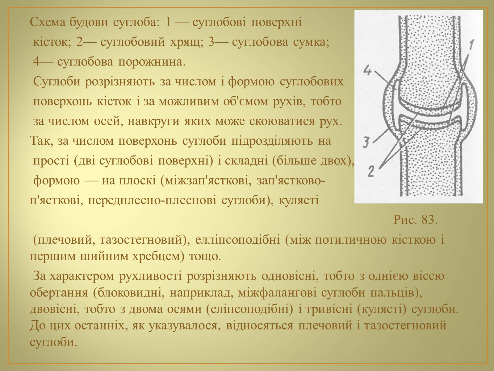 Презентація на тему «Будова та функції скелету людини» - Слайд #9 Презентація на тему «Будова та функції скелету людини» - Слайд #9