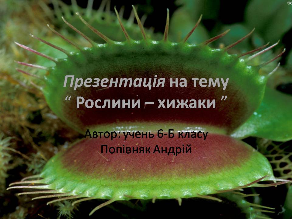 Презентація на тему «Рослини–хижаки» - Слайд #1 Презентація на тему «Рослини–хижаки» - Слайд #1
