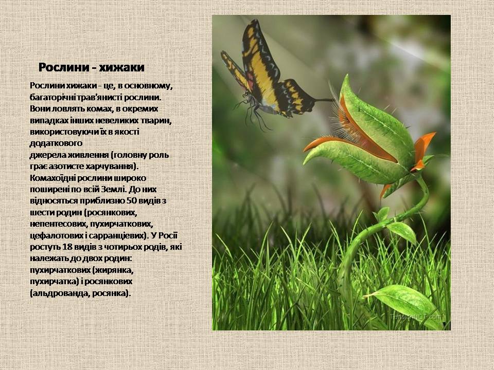 Презентація на тему «Рослини–хижаки» - Слайд #2 Презентація на тему «Рослини–хижаки» - Слайд #2