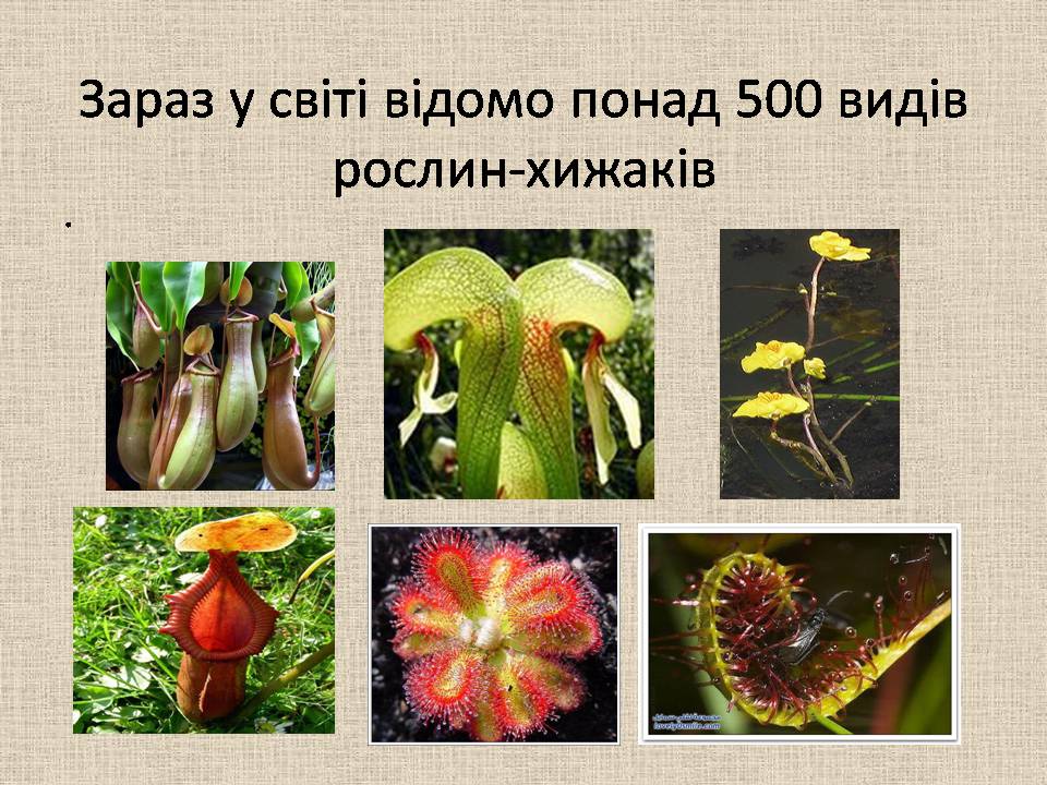 Презентація на тему «Рослини–хижаки» - Слайд #4 Презентація на тему «Рослини–хижаки» - Слайд #4