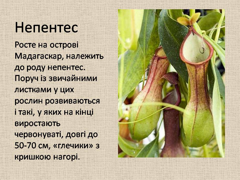 Презентація на тему «Рослини–хижаки» - Слайд #5 Презентація на тему «Рослини–хижаки» - Слайд #5