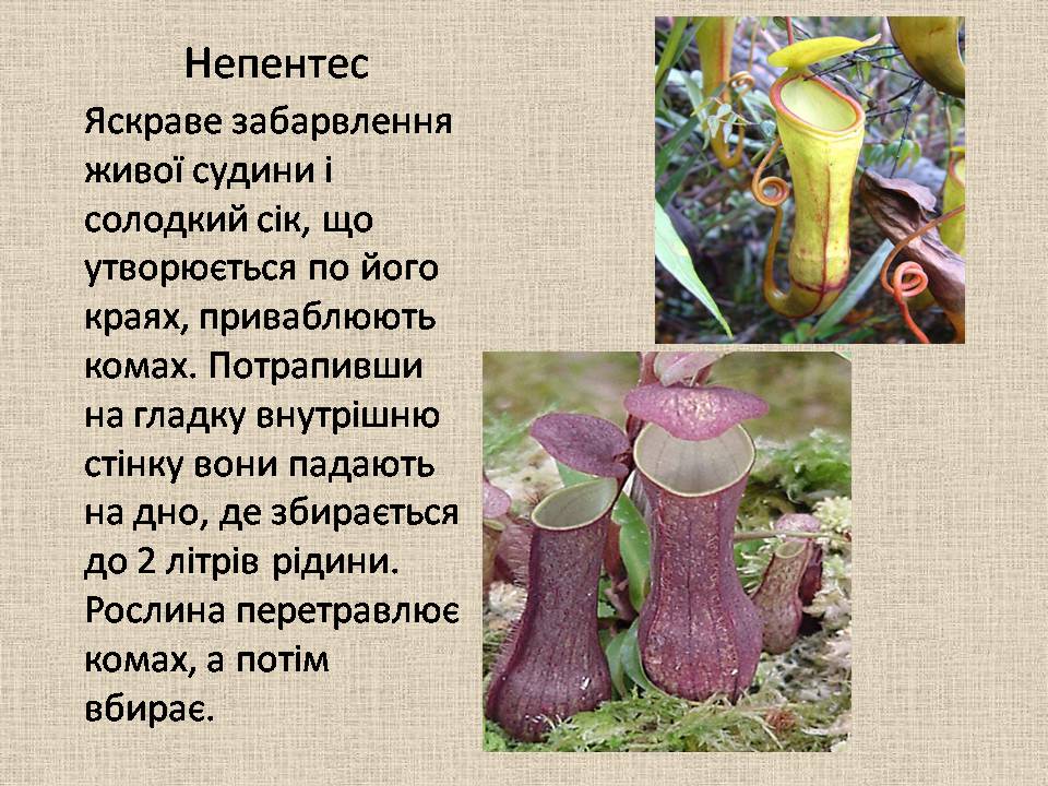 Презентація на тему «Рослини–хижаки» - Слайд #6 Презентація на тему «Рослини–хижаки» - Слайд #6
