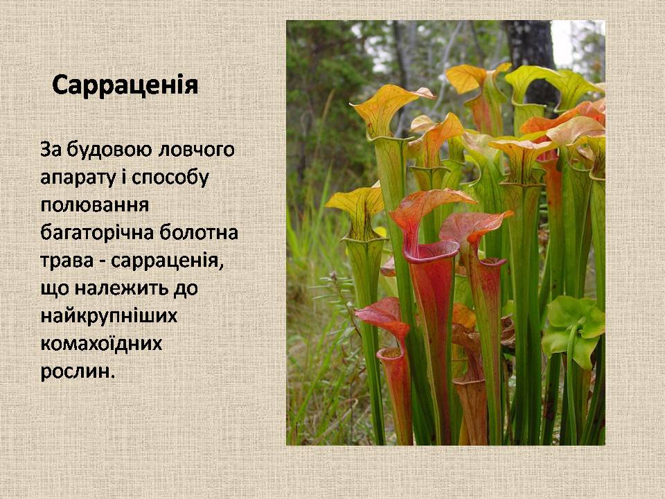 Презентація на тему «Рослини–хижаки» - Слайд #7 Презентація на тему «Рослини–хижаки» - Слайд #7