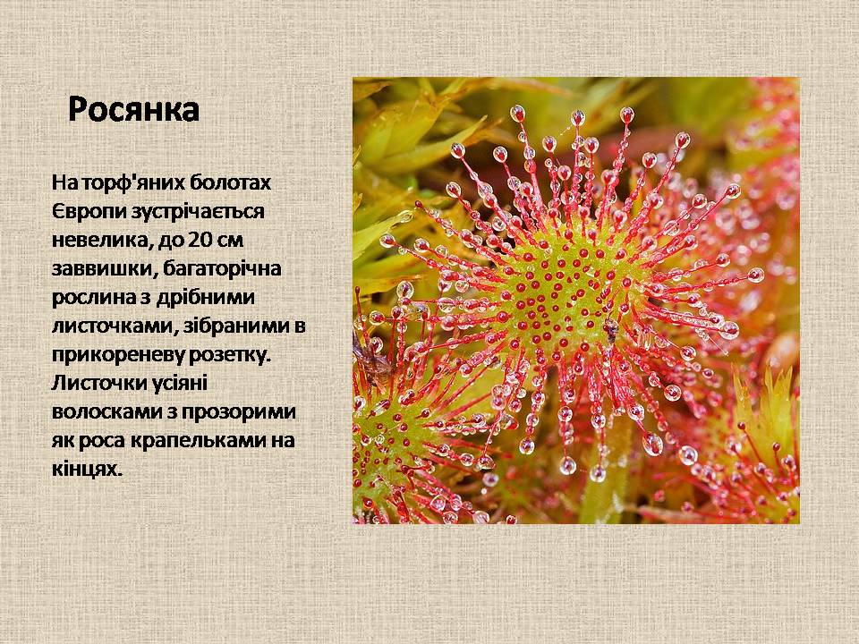 Презентація на тему «Рослини–хижаки» - Слайд #9 Презентація на тему «Рослини–хижаки» - Слайд #9
