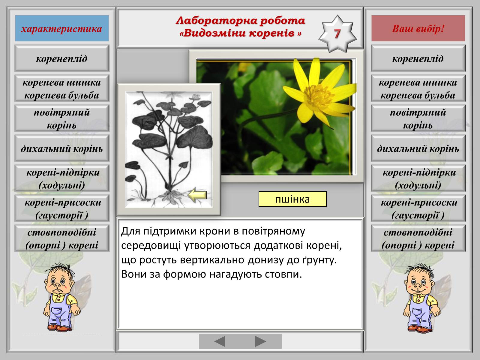 Презентація на тему «Видозміна коренів» - Слайд #9 Презентація на тему «Видозміна коренів» - Слайд #9