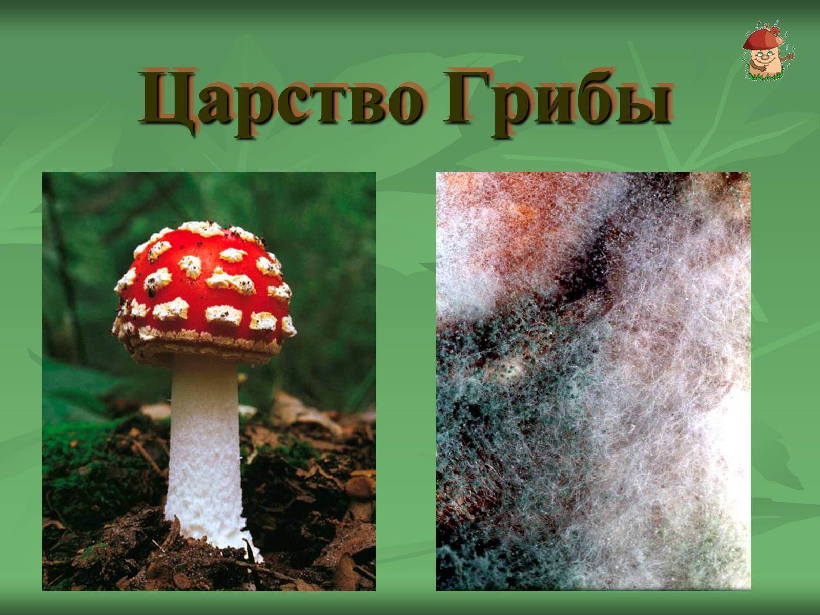 Презентація на тему «Царство Грибы» (варіант 3) - Слайд #1 Презентація на тему «Царство Грибы» (варіант 3) - Слайд #1