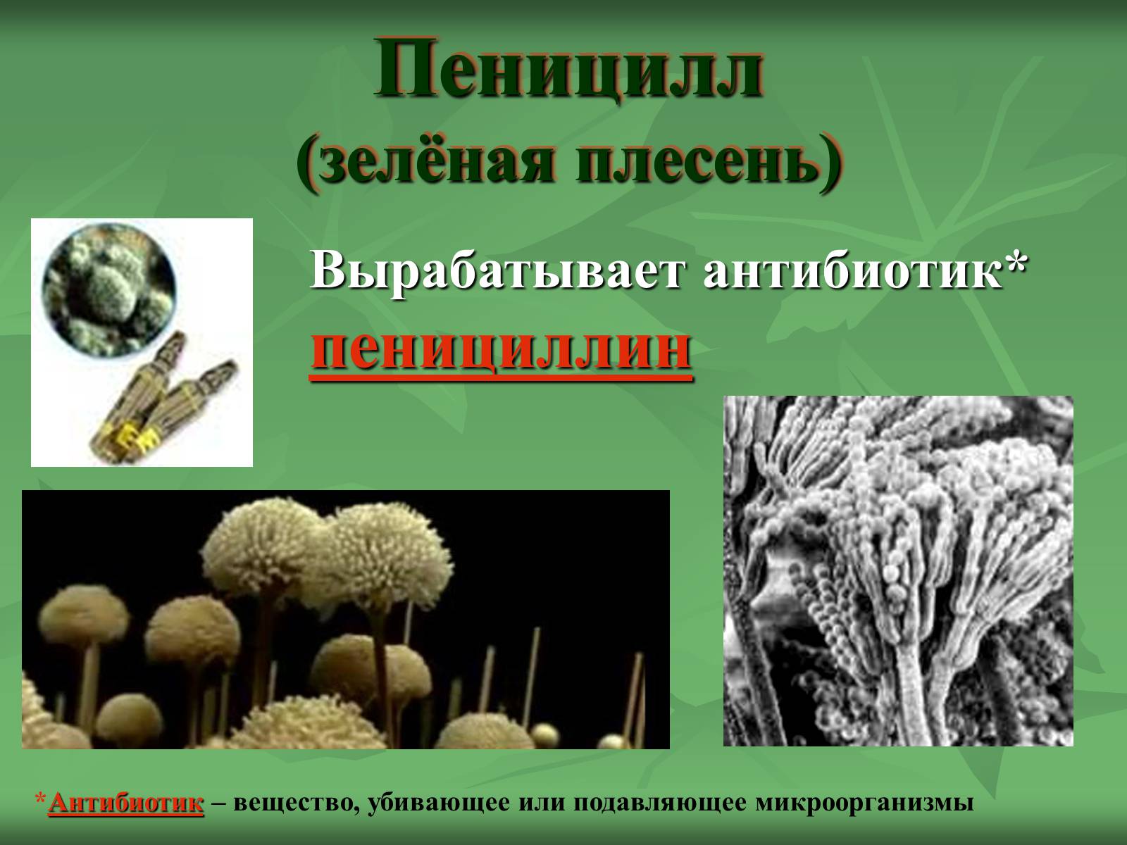 Презентація на тему «Царство Грибы» (варіант 3) - Слайд #16 Презентація на тему «Царство Грибы» (варіант 3) - Слайд #16