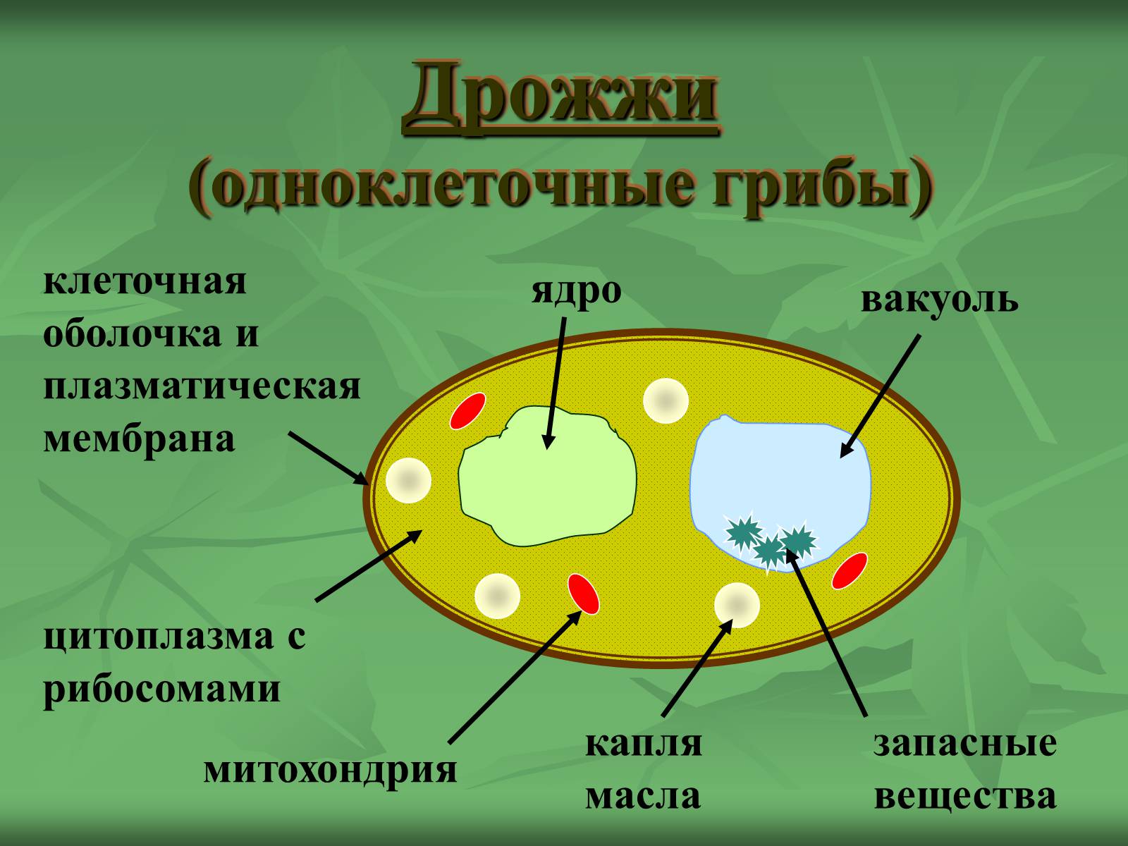 Презентація на тему «Царство Грибы» (варіант 3) - Слайд #18 Презентація на тему «Царство Грибы» (варіант 3) - Слайд #18