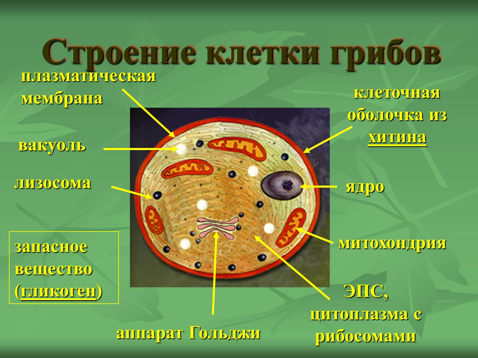 Презентація на тему «Царство Грибы» (варіант 3) - Слайд #2 Презентація на тему «Царство Грибы» (варіант 3) - Слайд #2