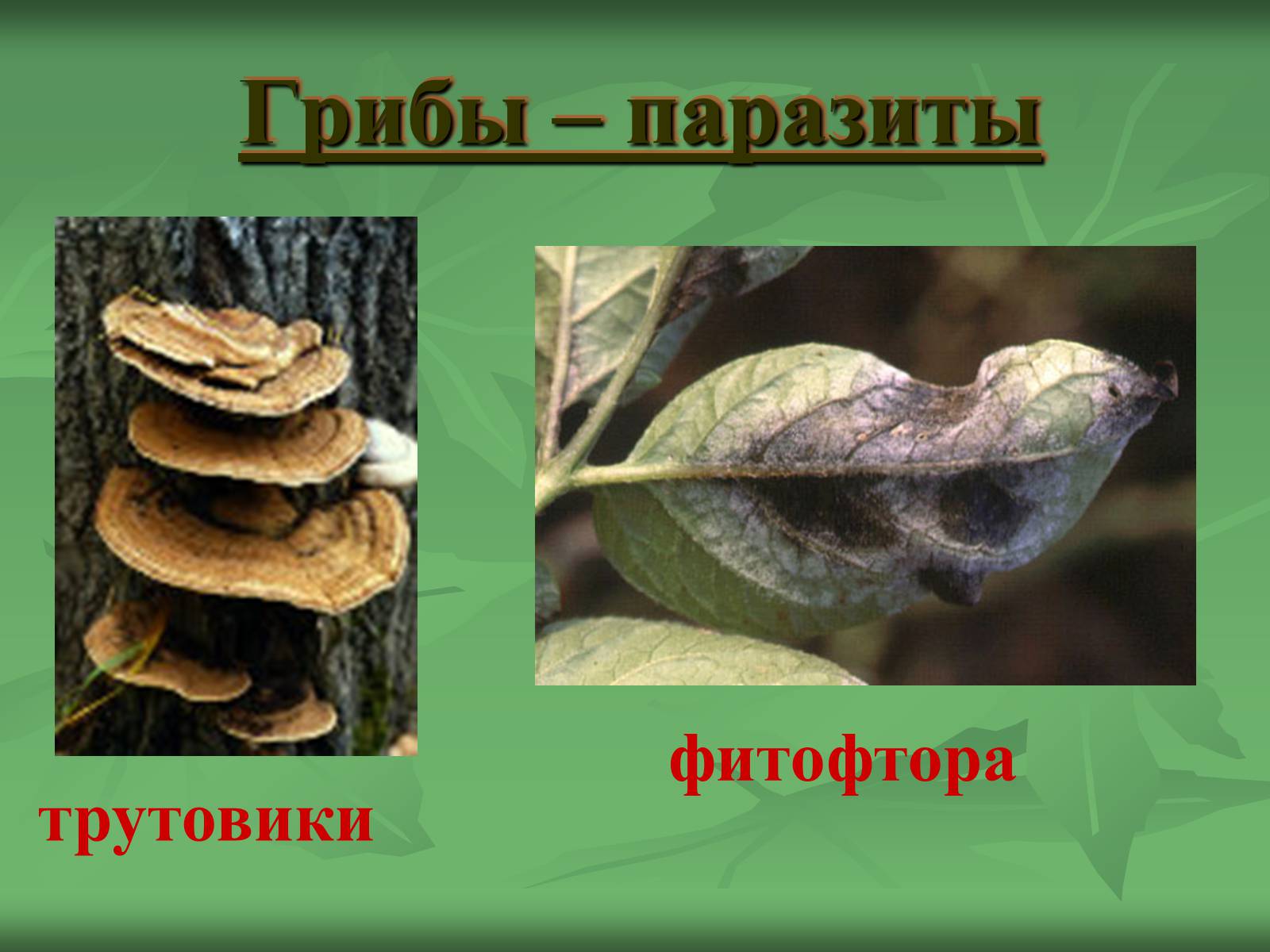 Презентація на тему «Царство Грибы» (варіант 3) - Слайд #21 Презентація на тему «Царство Грибы» (варіант 3) - Слайд #21