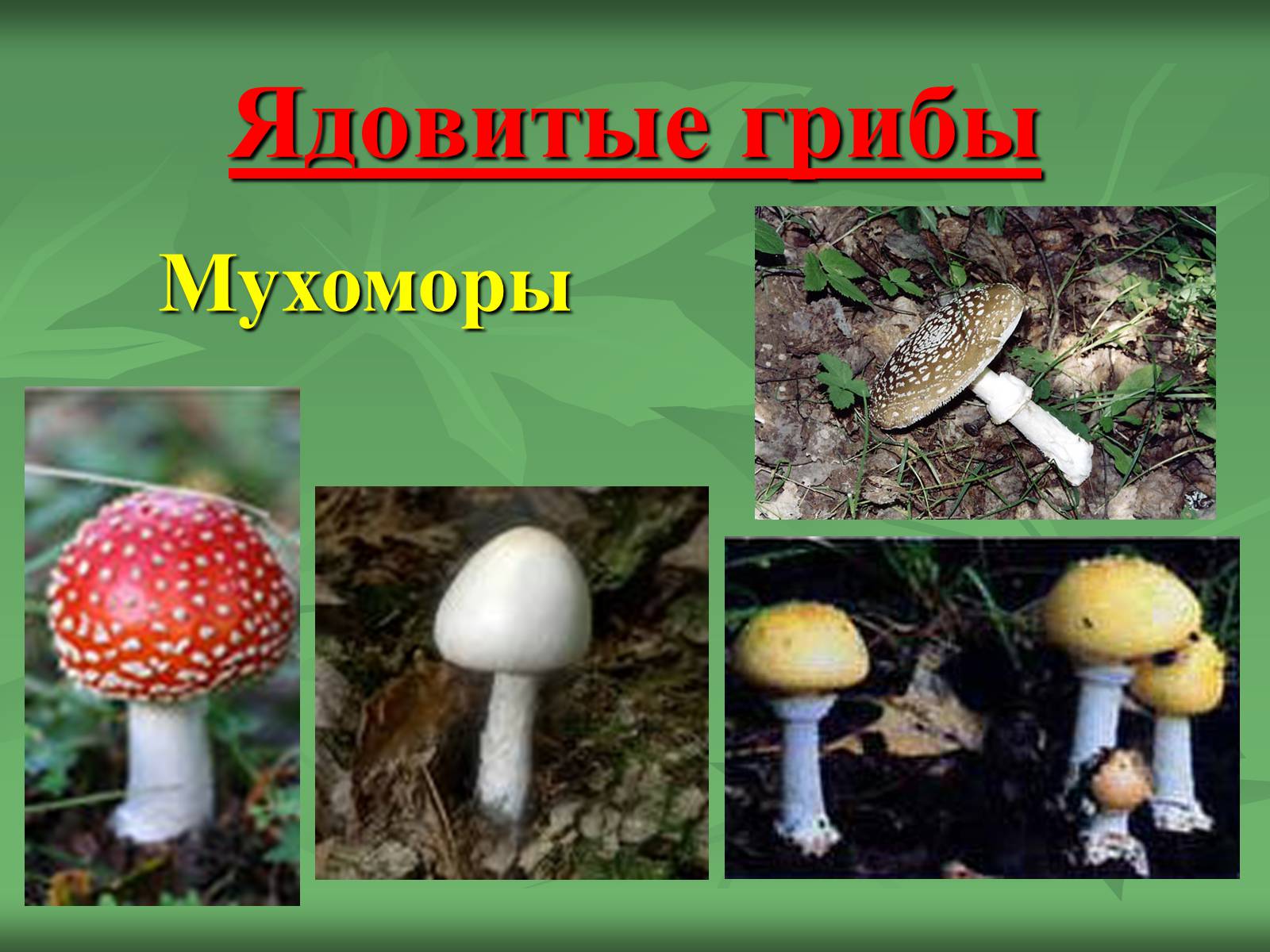 Презентація на тему «Царство Грибы» (варіант 3) - Слайд #25 Презентація на тему «Царство Грибы» (варіант 3) - Слайд #25