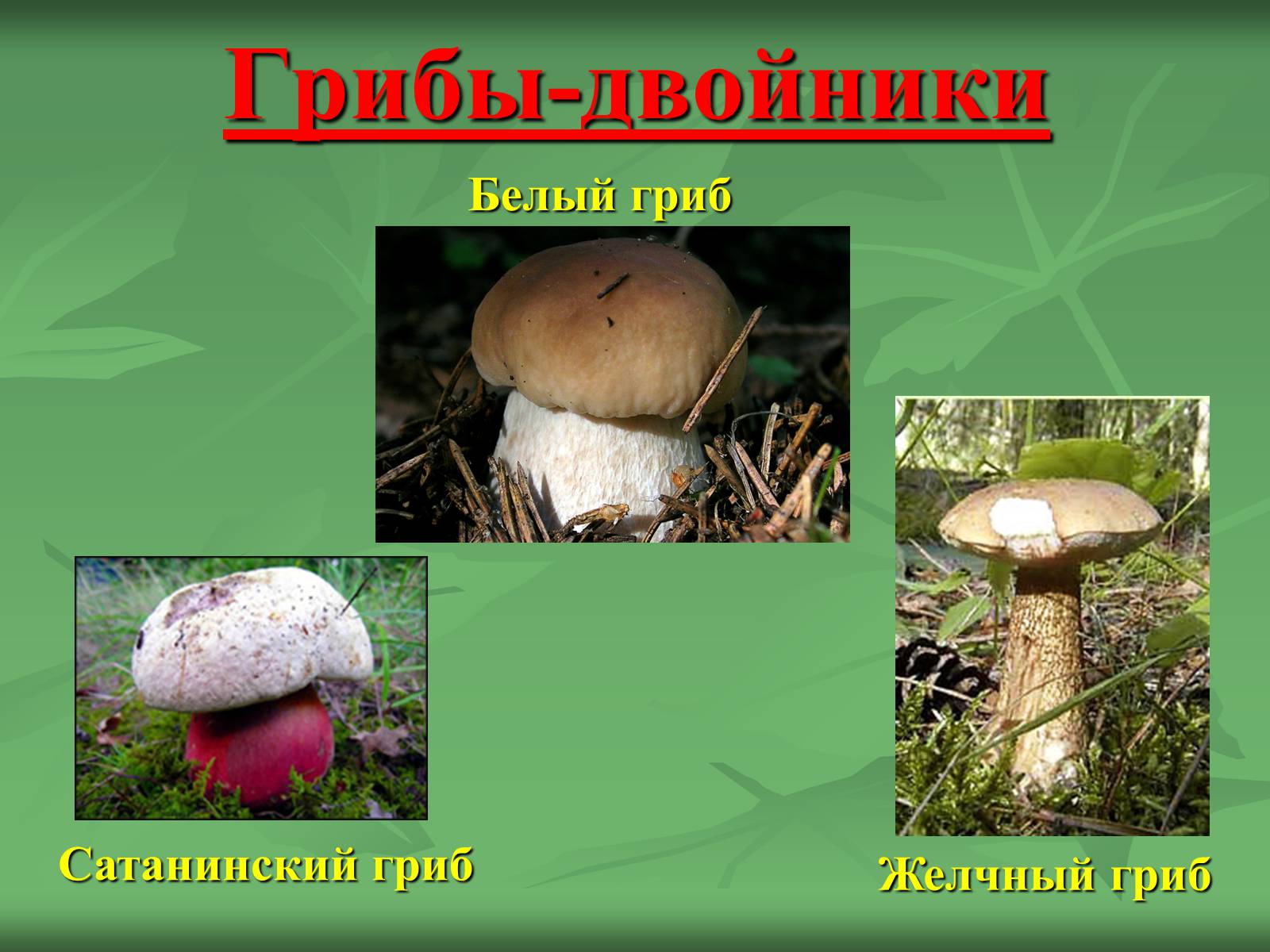 Презентація на тему «Царство Грибы» (варіант 3) - Слайд #27 Презентація на тему «Царство Грибы» (варіант 3) - Слайд #27