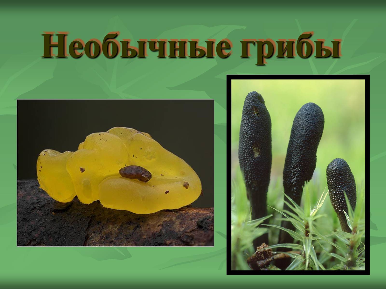 Презентація на тему «Царство Грибы» (варіант 3) - Слайд #29 Презентація на тему «Царство Грибы» (варіант 3) - Слайд #29