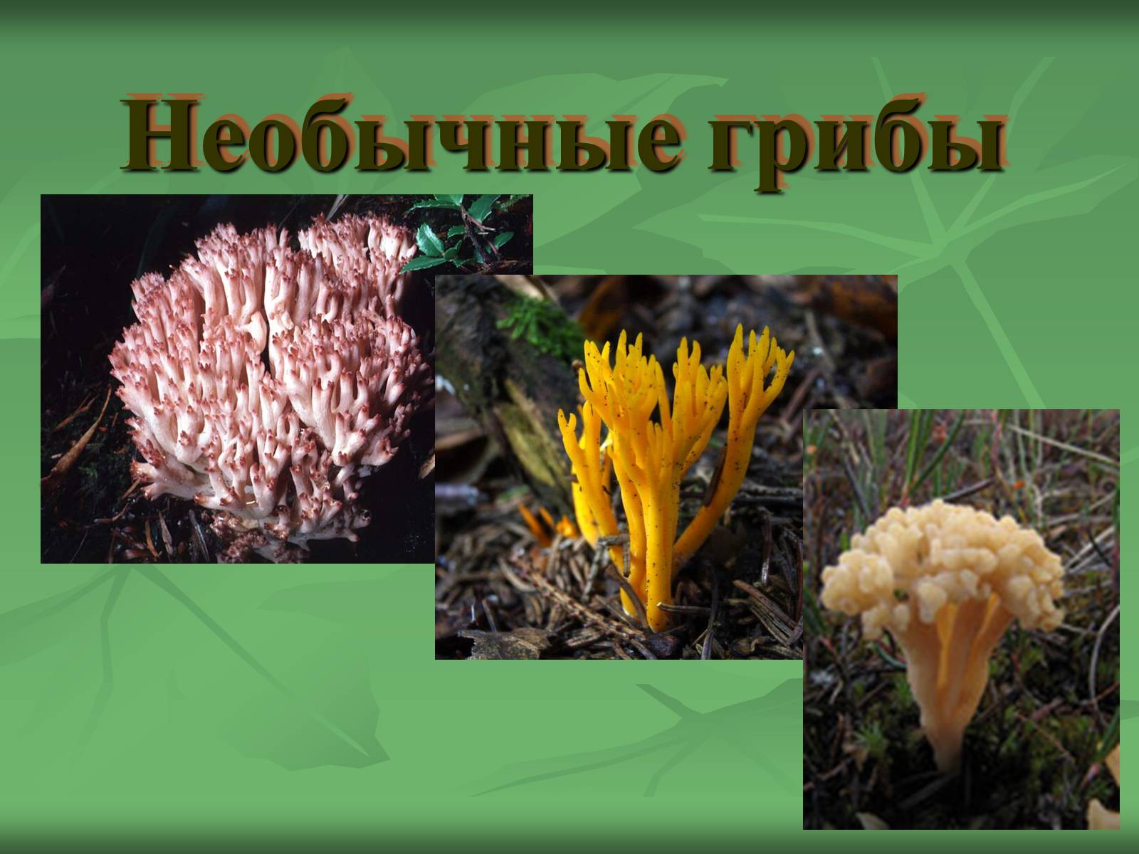 Презентація на тему «Царство Грибы» (варіант 3) - Слайд #31 Презентація на тему «Царство Грибы» (варіант 3) - Слайд #31