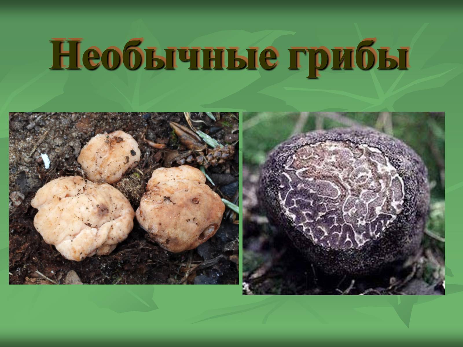 Презентація на тему «Царство Грибы» (варіант 3) - Слайд #35 Презентація на тему «Царство Грибы» (варіант 3) - Слайд #35