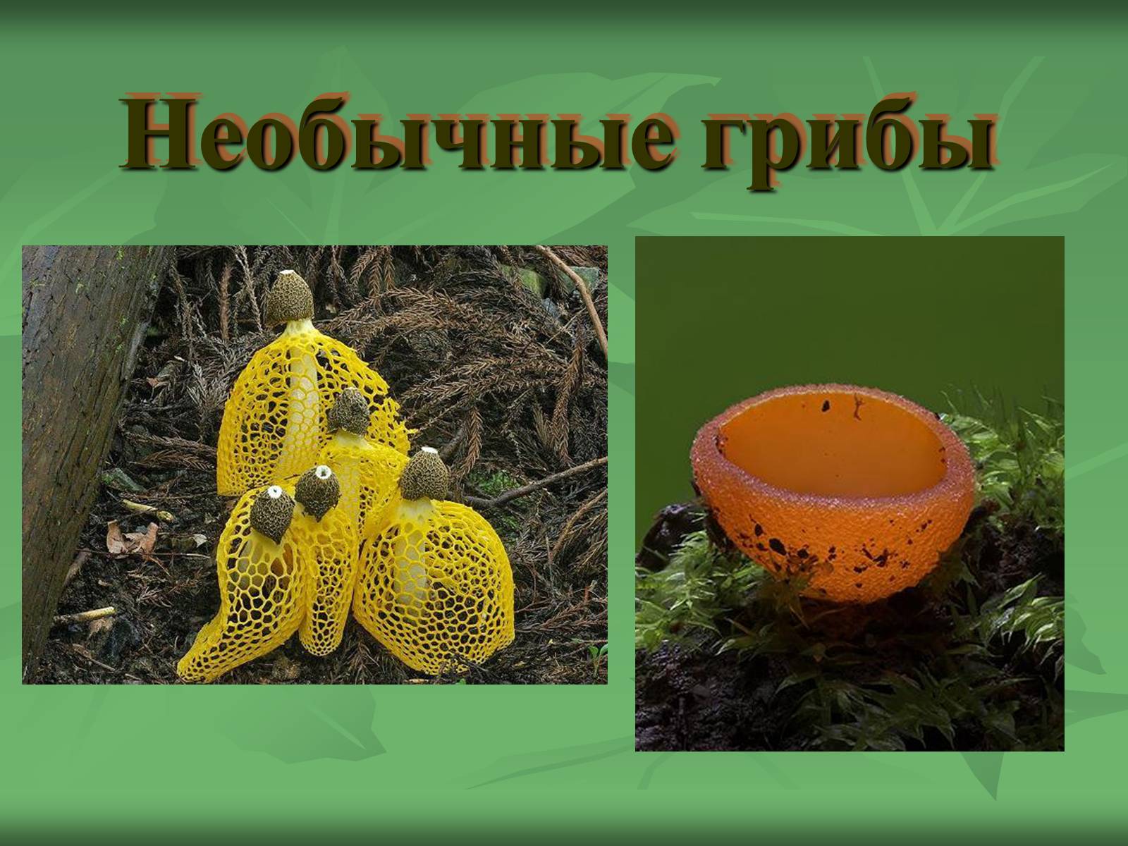 Презентація на тему «Царство Грибы» (варіант 3) - Слайд #36 Презентація на тему «Царство Грибы» (варіант 3) - Слайд #36