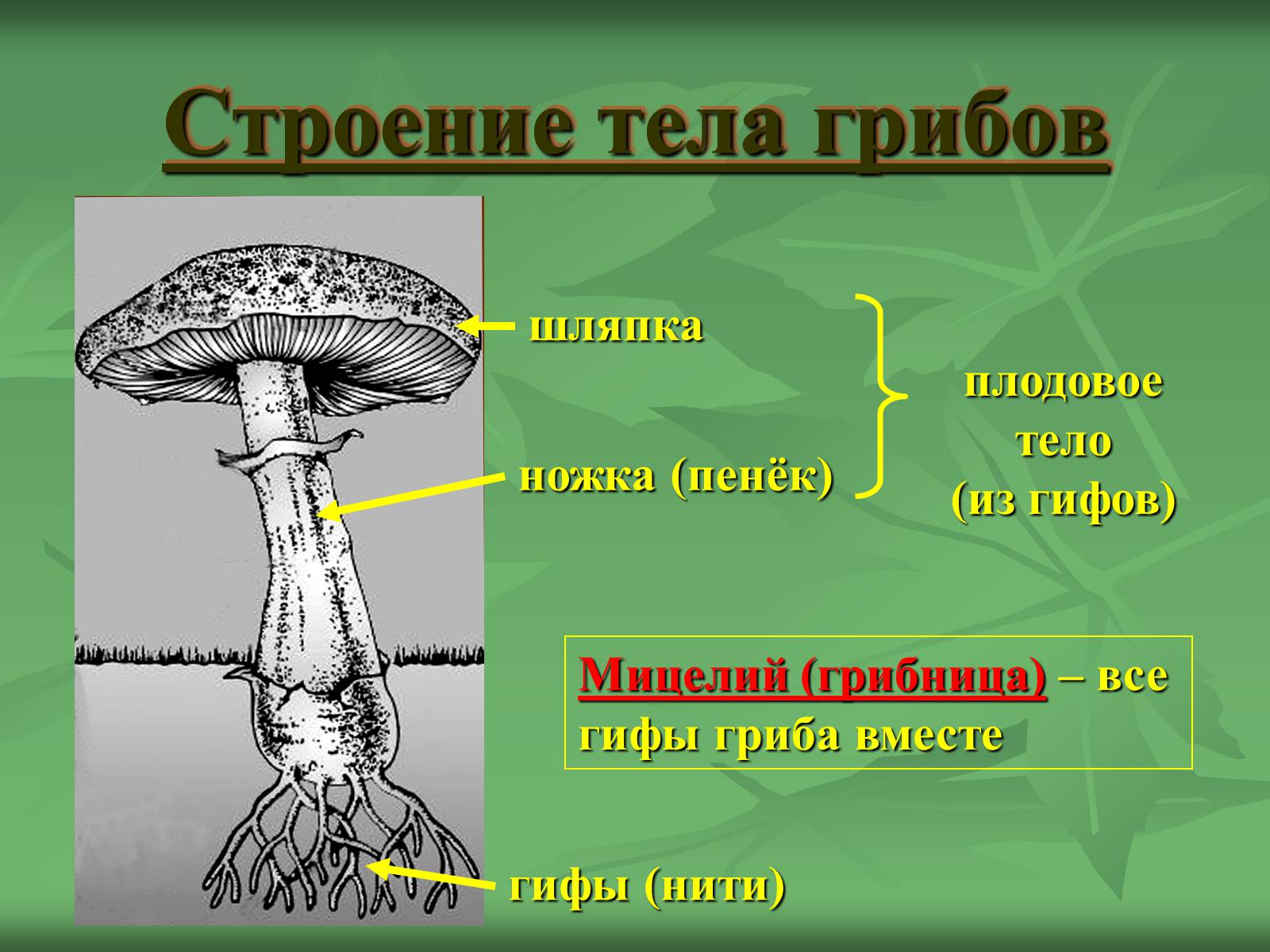 Презентація на тему «Царство Грибы» (варіант 3) - Слайд #4 Презентація на тему «Царство Грибы» (варіант 3) - Слайд #4