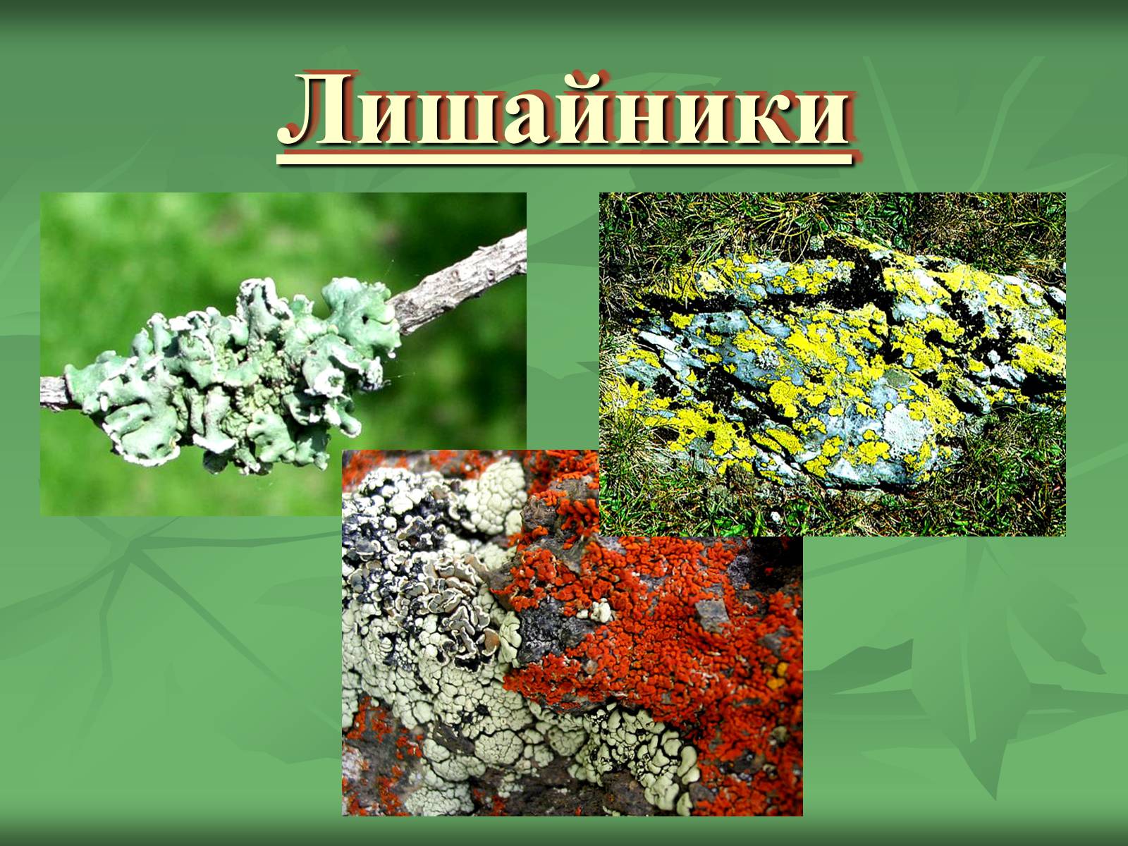 Презентація на тему «Царство Грибы» (варіант 3) - Слайд #41 Презентація на тему «Царство Грибы» (варіант 3) - Слайд #41