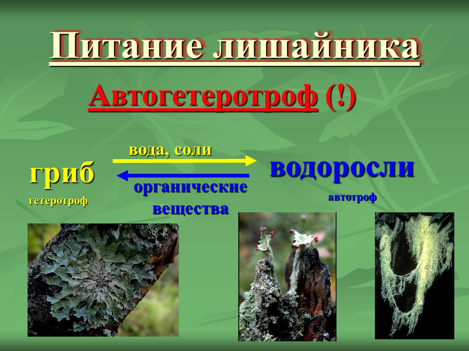 Презентація на тему «Царство Грибы» (варіант 3) - Слайд #44 Презентація на тему «Царство Грибы» (варіант 3) - Слайд #44
