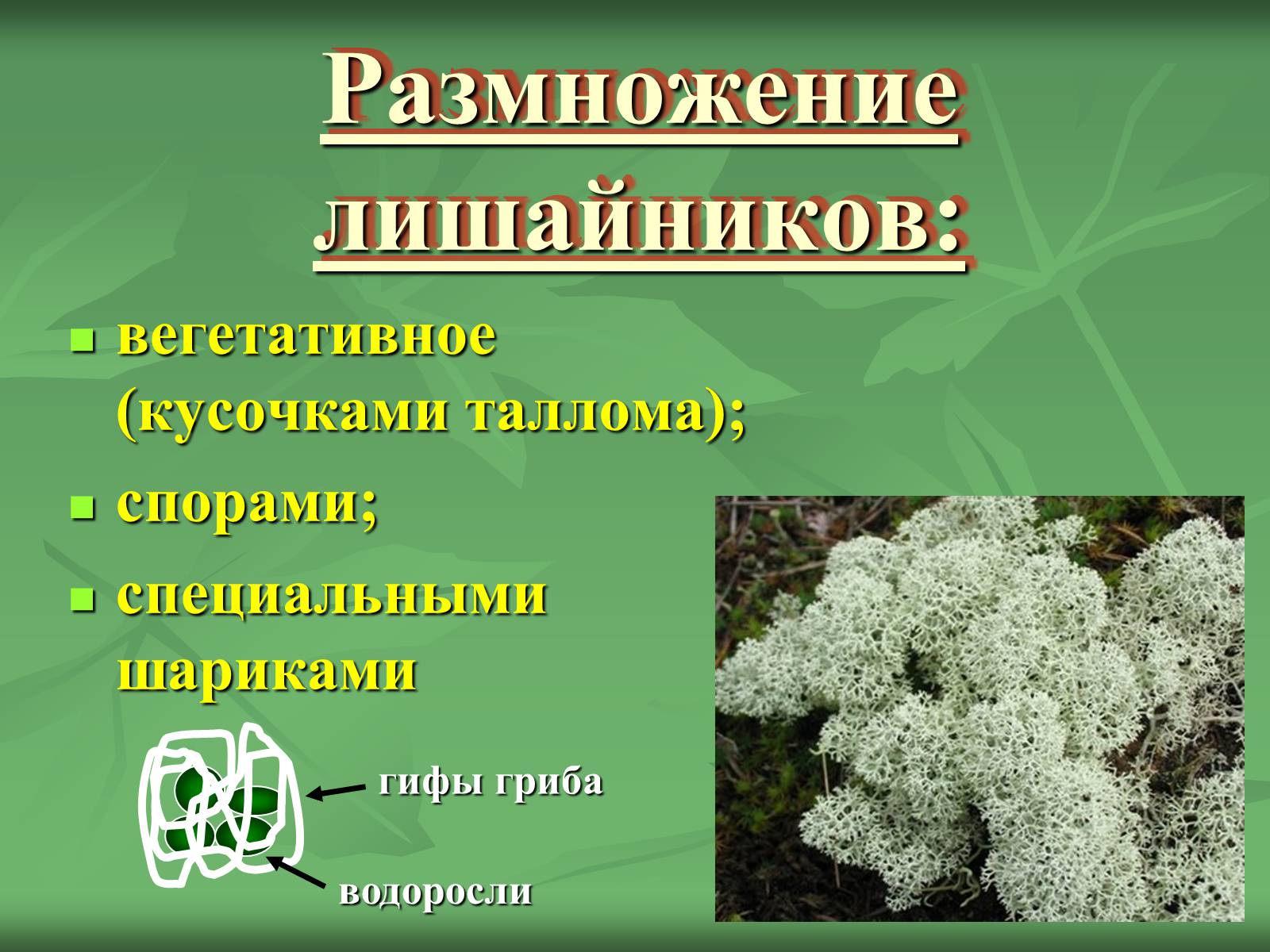 Презентація на тему «Царство Грибы» (варіант 3) - Слайд #45 Презентація на тему «Царство Грибы» (варіант 3) - Слайд #45