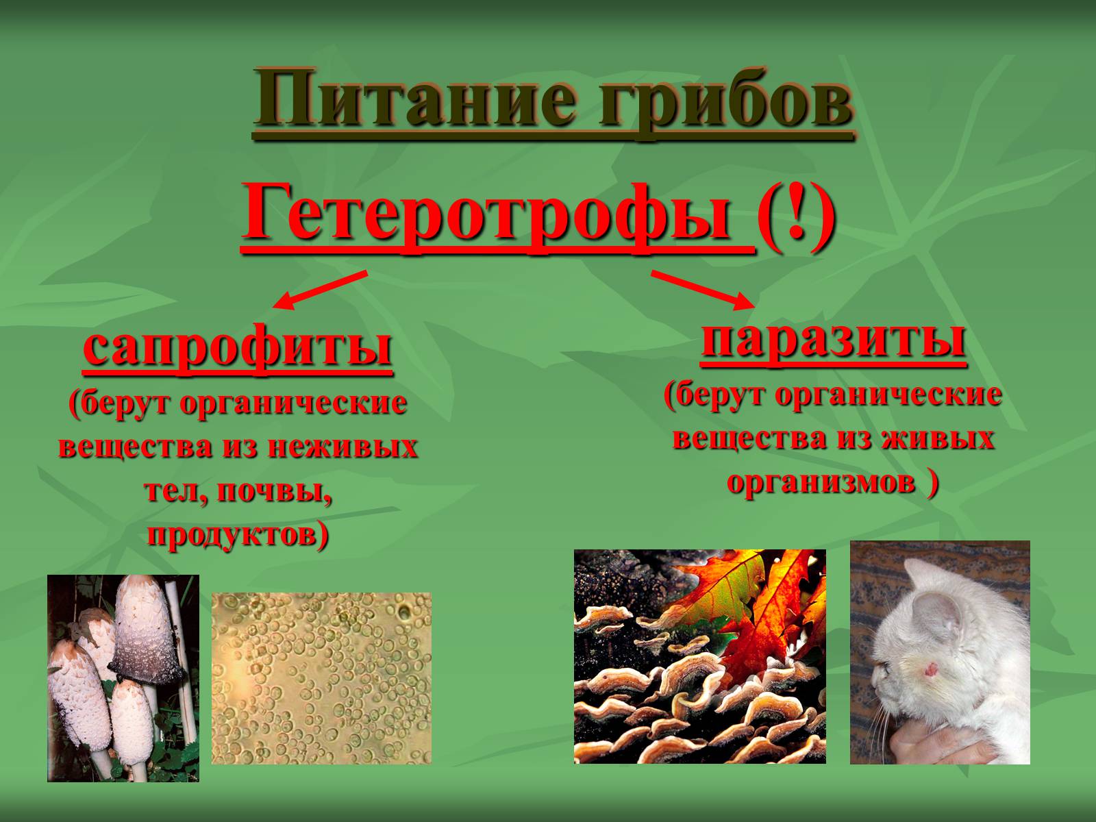 Презентація на тему «Царство Грибы» (варіант 3) - Слайд #5 Презентація на тему «Царство Грибы» (варіант 3) - Слайд #5