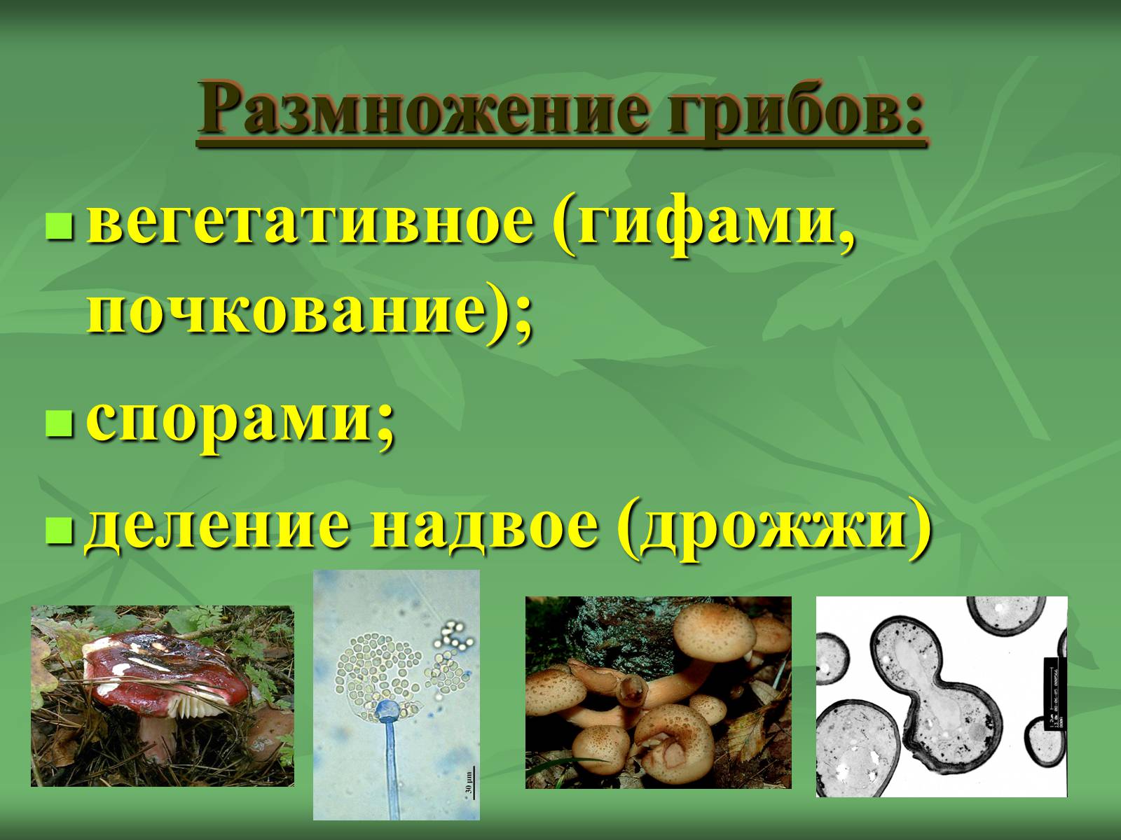 Презентація на тему «Царство Грибы» (варіант 3) - Слайд #7 Презентація на тему «Царство Грибы» (варіант 3) - Слайд #7