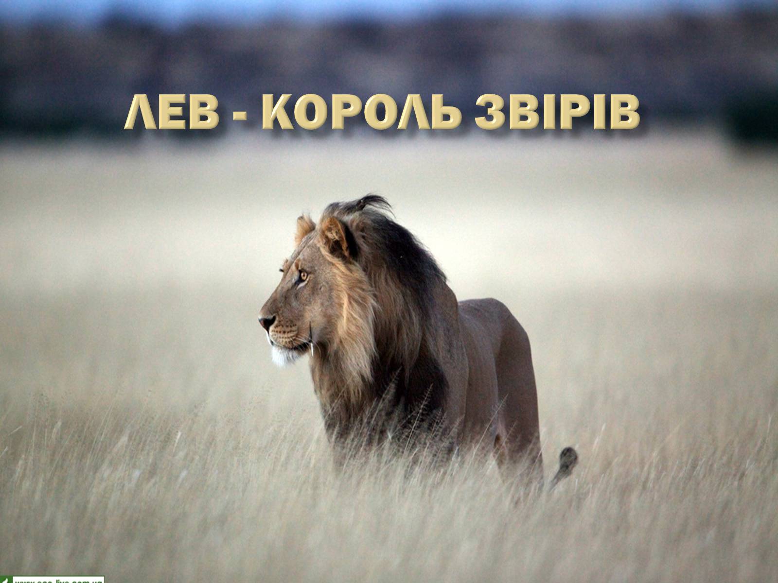 Презентація на тему «Лев» - Слайд #1 Презентація на тему «Лев» - Слайд #1