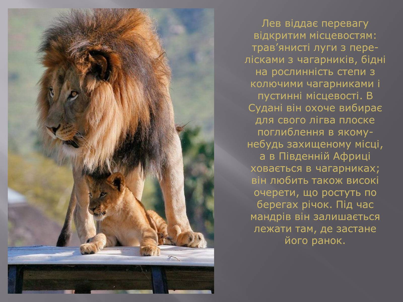 Презентація на тему «Лев» - Слайд #17 Презентація на тему «Лев» - Слайд #17