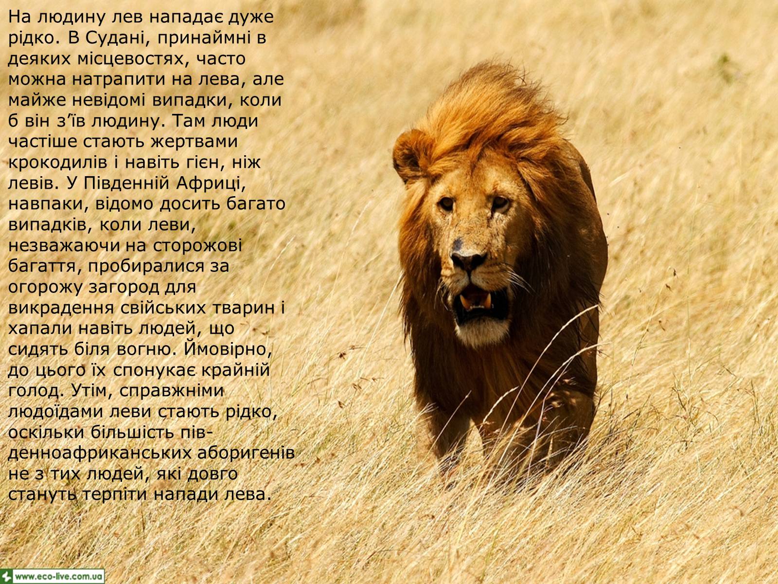 Презентація на тему «Лев» - Слайд #27 Презентація на тему «Лев» - Слайд #27
