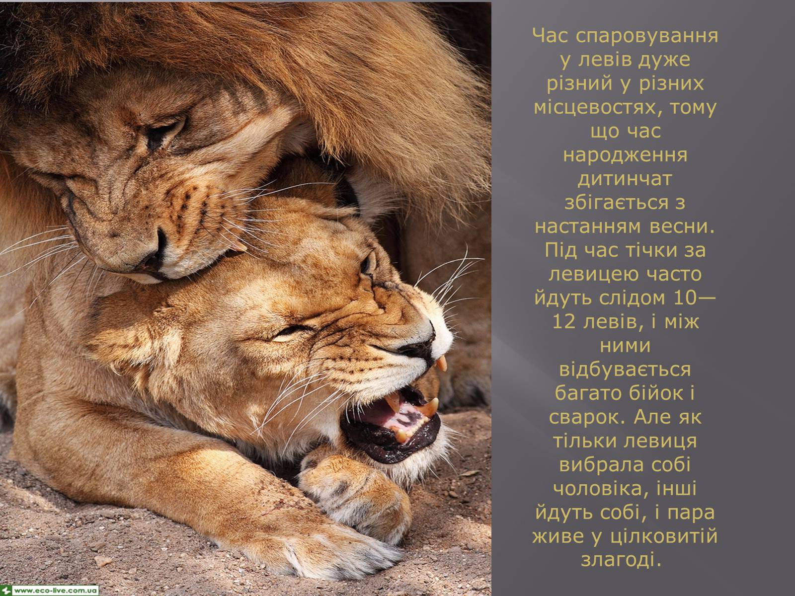 Презентація на тему «Лев» - Слайд #30 Презентація на тему «Лев» - Слайд #30