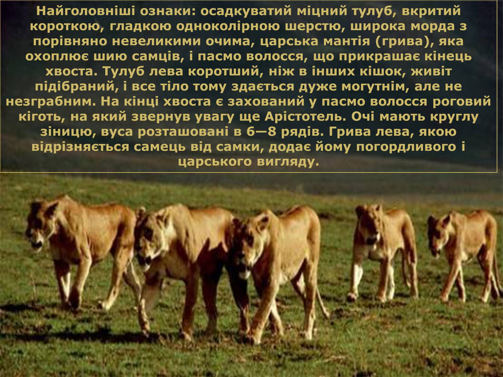 Презентація на тему «Лев» - Слайд #4 Презентація на тему «Лев» - Слайд #4