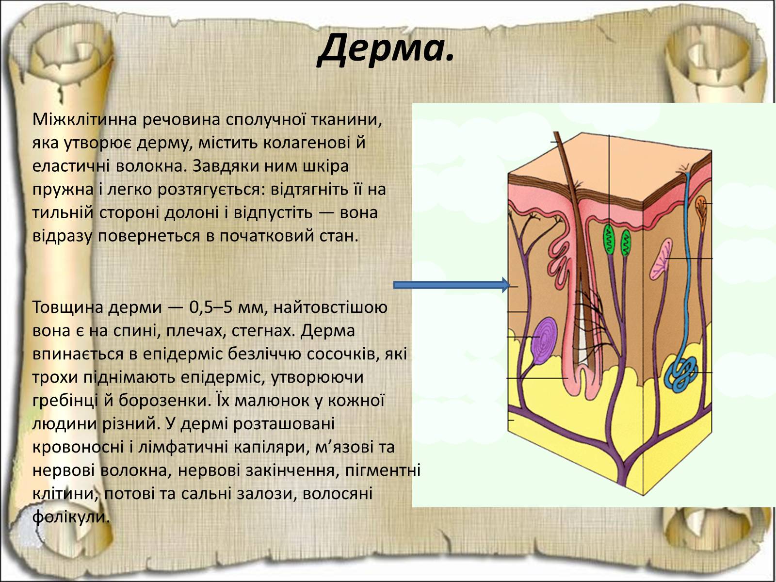 Презентація на тему «Будова і функції шкіри» - Слайд #13 Презентація на тему «Будова і функції шкіри» - Слайд #13