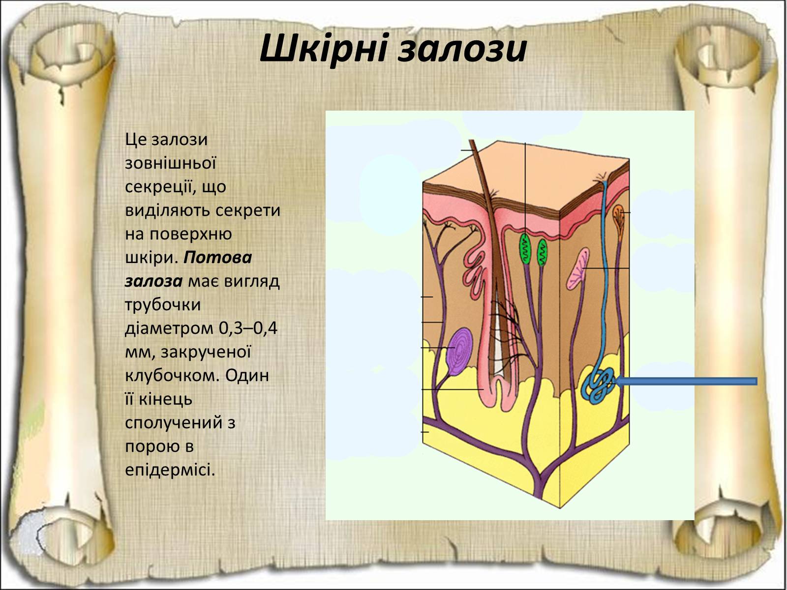 Презентація на тему «Будова і функції шкіри» - Слайд #14 Презентація на тему «Будова і функції шкіри» - Слайд #14