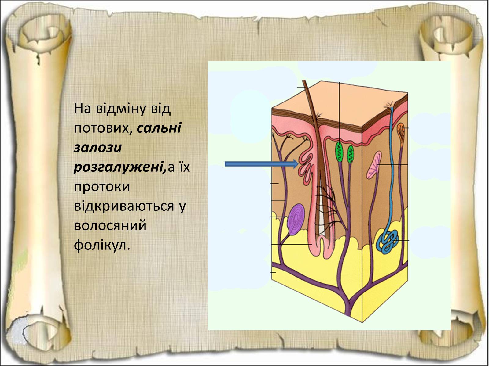 Презентація на тему «Будова і функції шкіри» - Слайд #17 Презентація на тему «Будова і функції шкіри» - Слайд #17