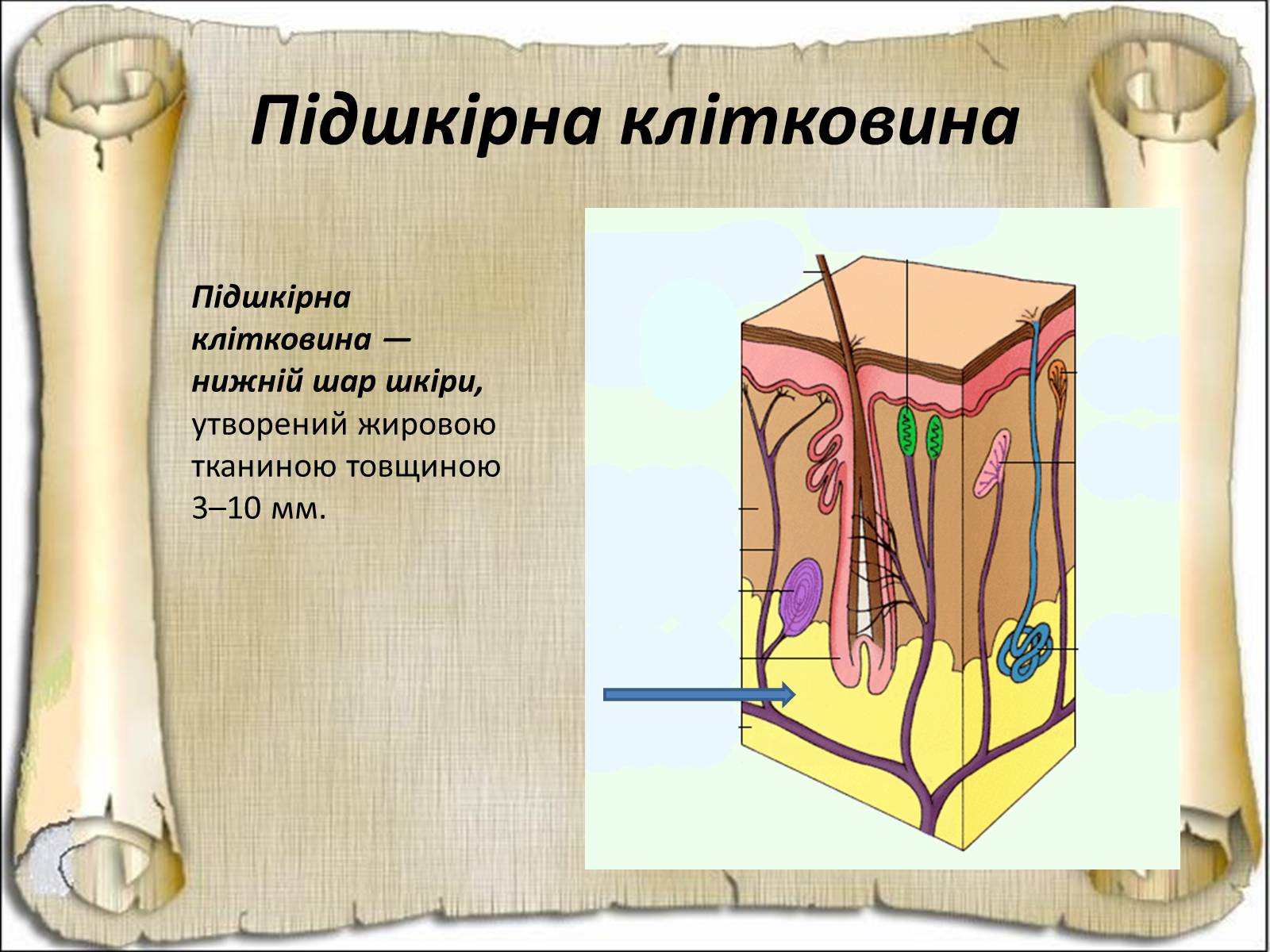 Презентація на тему «Будова і функції шкіри» - Слайд #19 Презентація на тему «Будова і функції шкіри» - Слайд #19