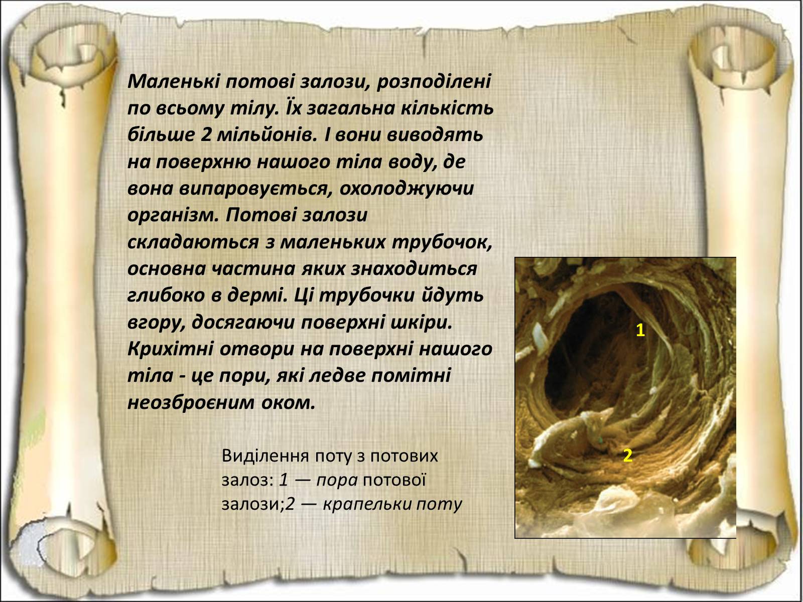Презентація на тему «Будова і функції шкіри» - Слайд #24 Презентація на тему «Будова і функції шкіри» - Слайд #24