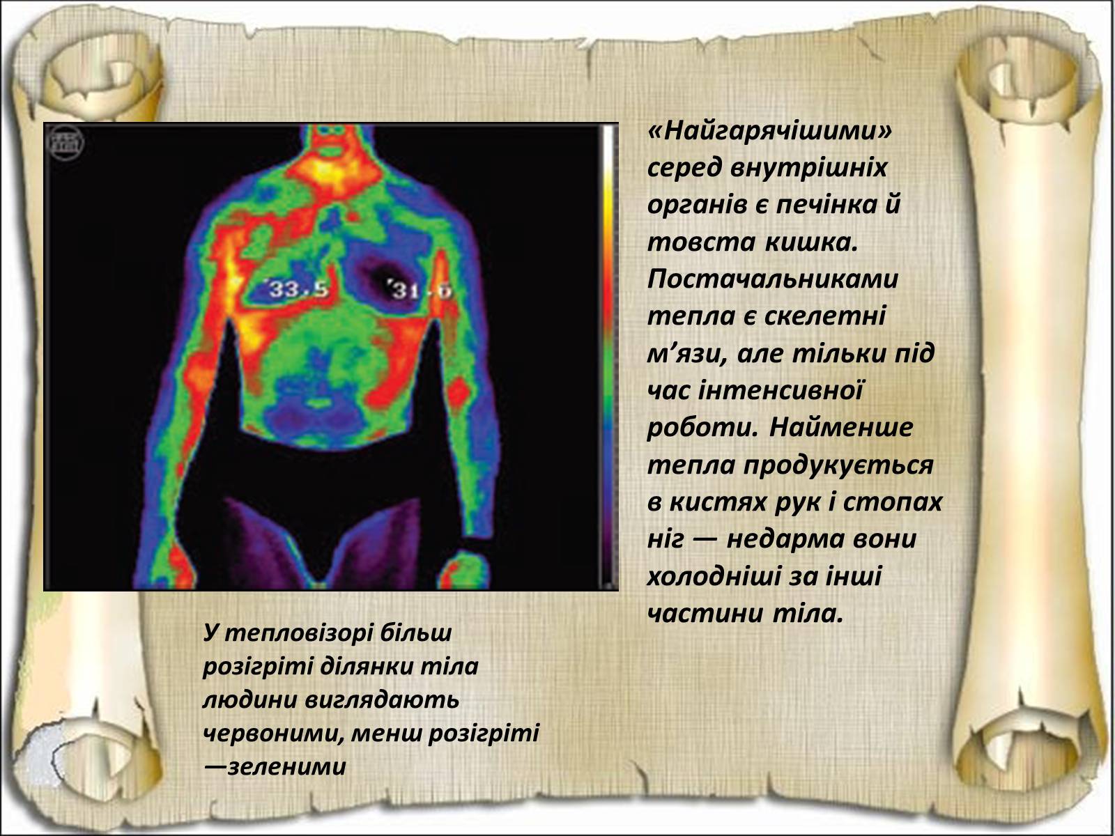 Презентація на тему «Будова і функції шкіри» - Слайд #25 Презентація на тему «Будова і функції шкіри» - Слайд #25