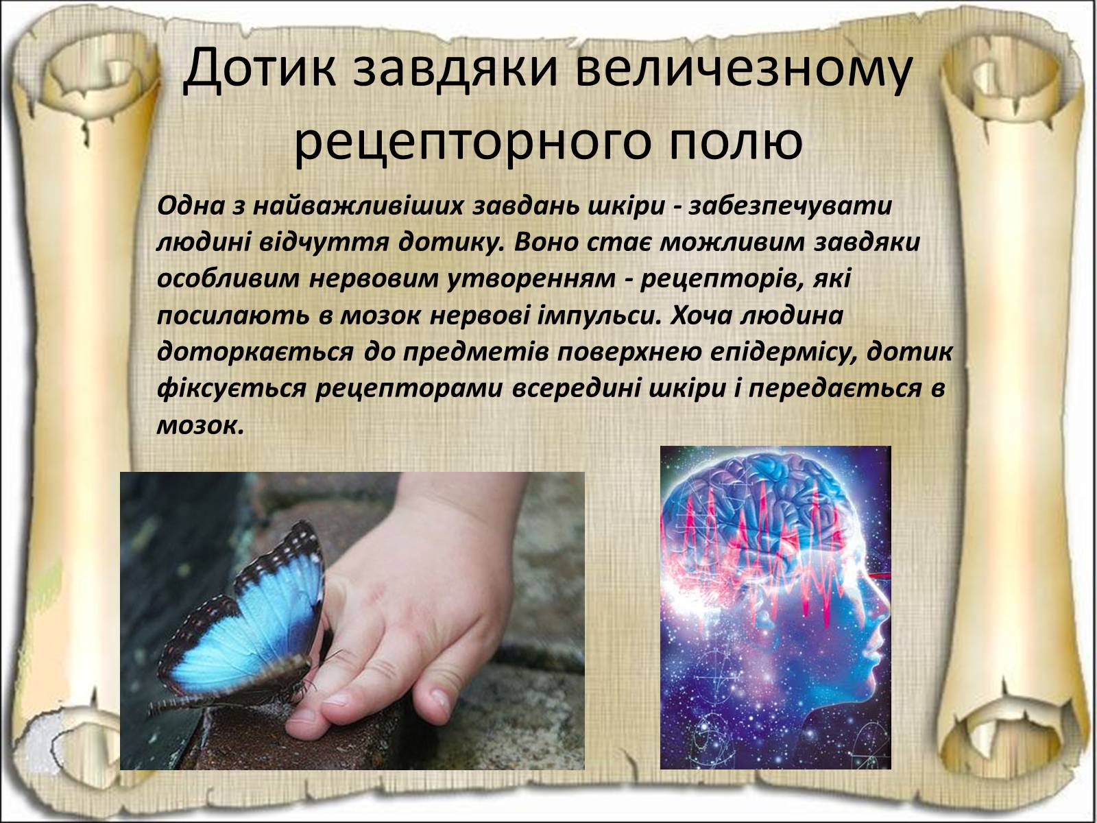 Презентація на тему «Будова і функції шкіри» - Слайд #28 Презентація на тему «Будова і функції шкіри» - Слайд #28