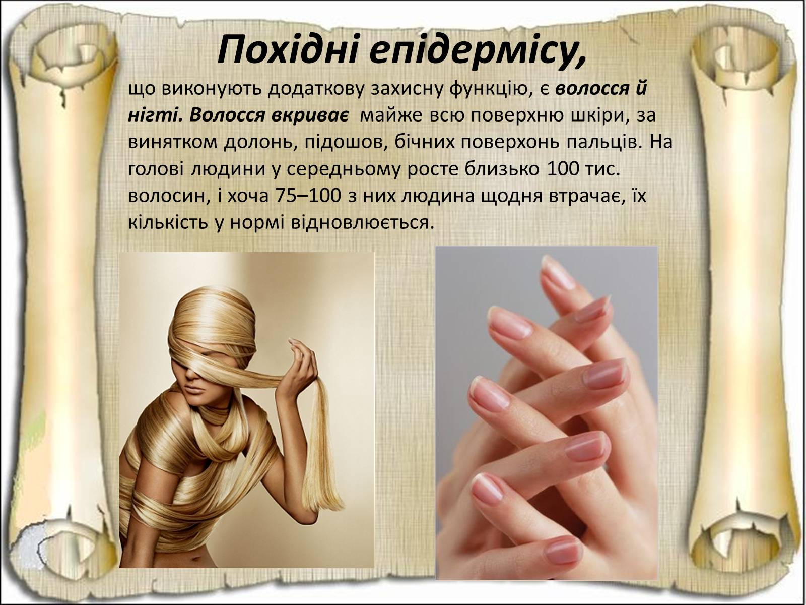 Презентація на тему «Будова і функції шкіри» - Слайд #36 Презентація на тему «Будова і функції шкіри» - Слайд #36